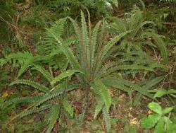 Blechnum fluviatile. Mature plant with a rosette of prostrate sterile fronds, and a central cluster of erect fertile fronds.
 Image: L.R. Perrie © Leon Perrie CC BY-NC 3.0 NZ